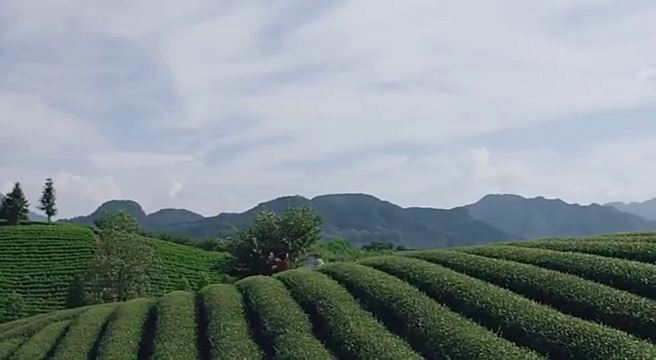 七少与芸汐做交易,答应我三件事情,我就给你月籽藤!