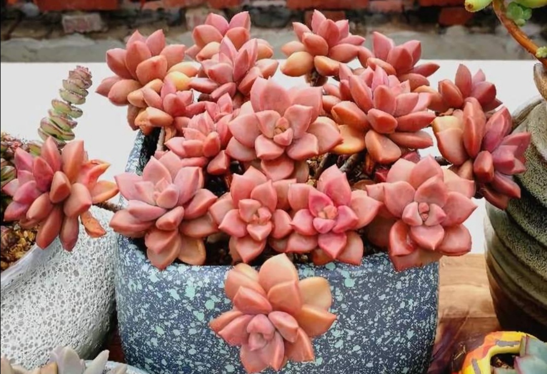 多肉姬胧月漂亮又好养做好6个细节养成老桩盆景