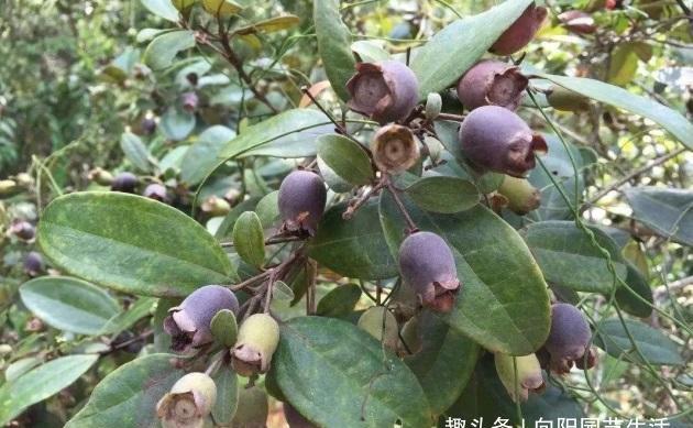 乡下才有的捻子果也叫桃金娘味道甘甜童年美味野果