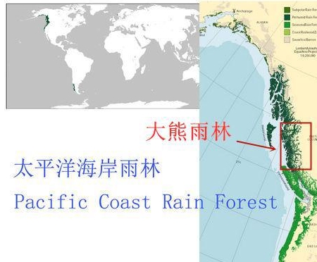 温带雨林分布图片