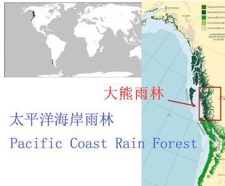世界最大的温带雨林中,生活着一种比大熊猫还要稀少的熊科动物