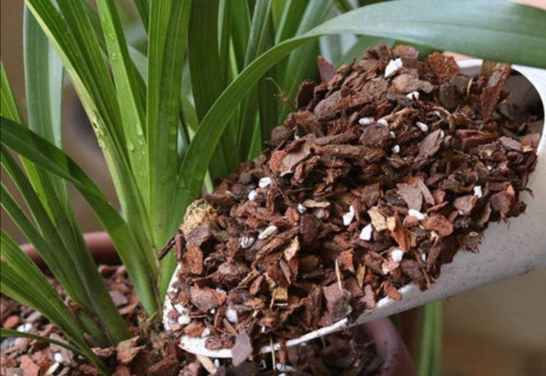 养兰花,用4种植料,疏松透气,养分充足,兰株长得旺不烂根