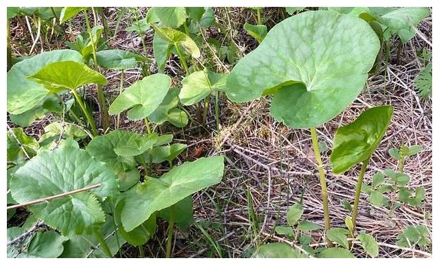俗称"驴蹄菜"包饺子味道好,千万记住它样貌,不然有大麻烦