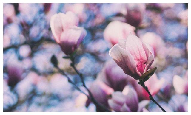 6月23日至7月1日 四大星座春暖花开 生活更甜美 好运一触即发 好运 星座 摩羯座 新浪新闻