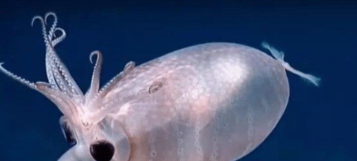 非常稀有的小型乌贼像是小猪一样可爱