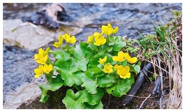 俗称"驴蹄菜"包饺子味道好,千万记住它样貌,不然有大麻烦