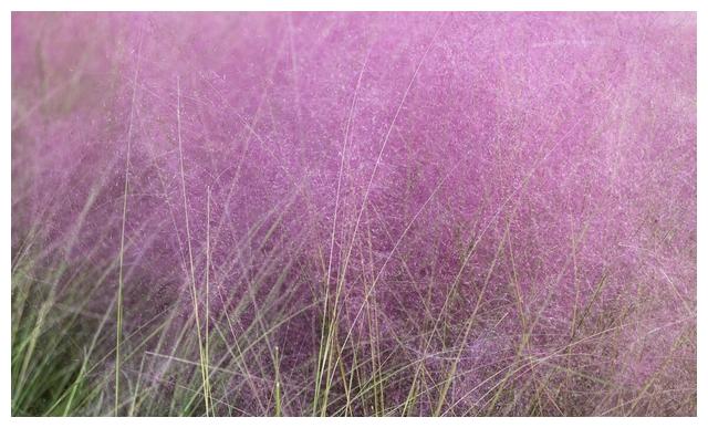 让男人死心塌地的星座女