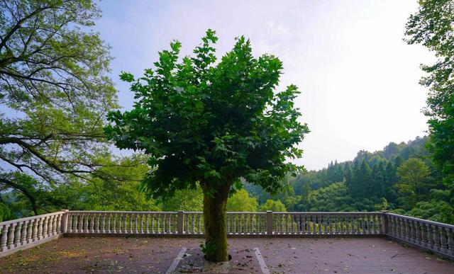 充满大自然风韵的莫干山,是春游最佳选择,话不多说,直接看图休闲区蓝鸢梦想 - Www.slyday.coM 充满大自然风韵的莫干山,是春游最佳选择,话不多说,直接看图休闲区蓝鸢梦想 - Www.slyday.coM