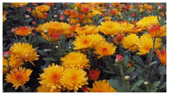 十二生肖中，下个月贵人支持了生肖，大富大贵的日子不用担心休闲区蓝鸢梦想 - Www.slyday.coM