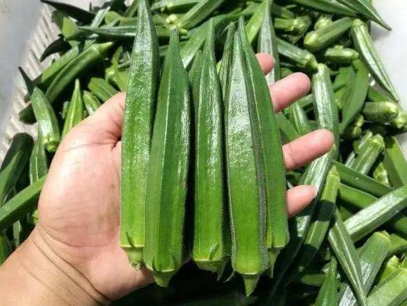 家中有院,有阳台,再不用买秋葵,学会1招自给自足,多到吃不完