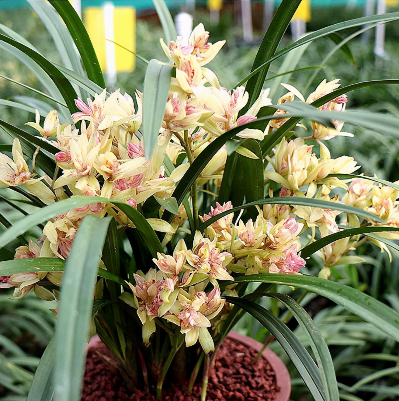 一款入门级的兰花"富山奇蝶",瓣多花奇,香味扑鼻,便宜好养