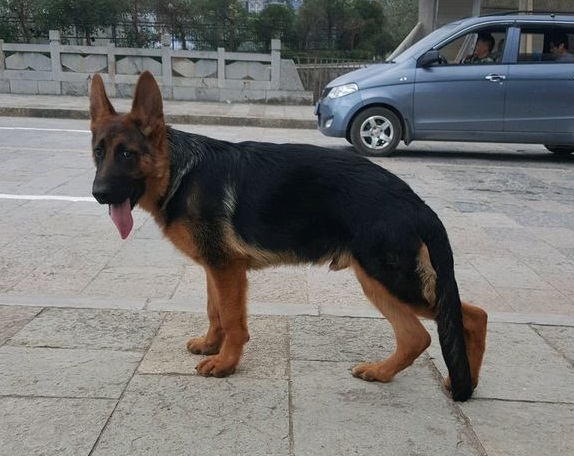 弓背和平背的德国牧羊犬,哪一个是你心中的"男神"