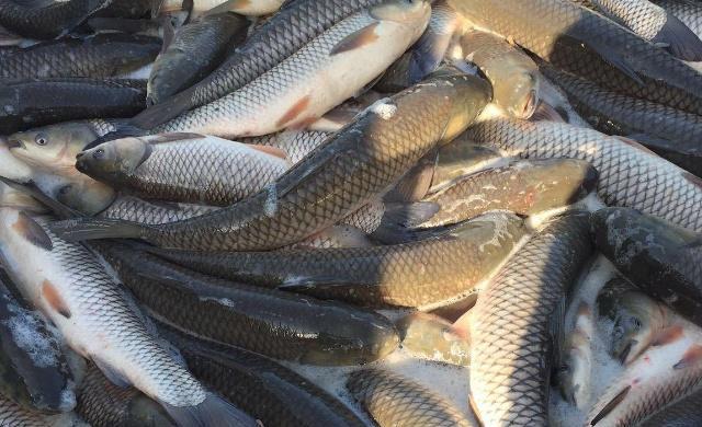 养殖草鱼时,鱼苗要怎样处理,你知道吗