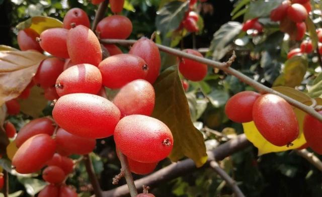 老农告诉你真相