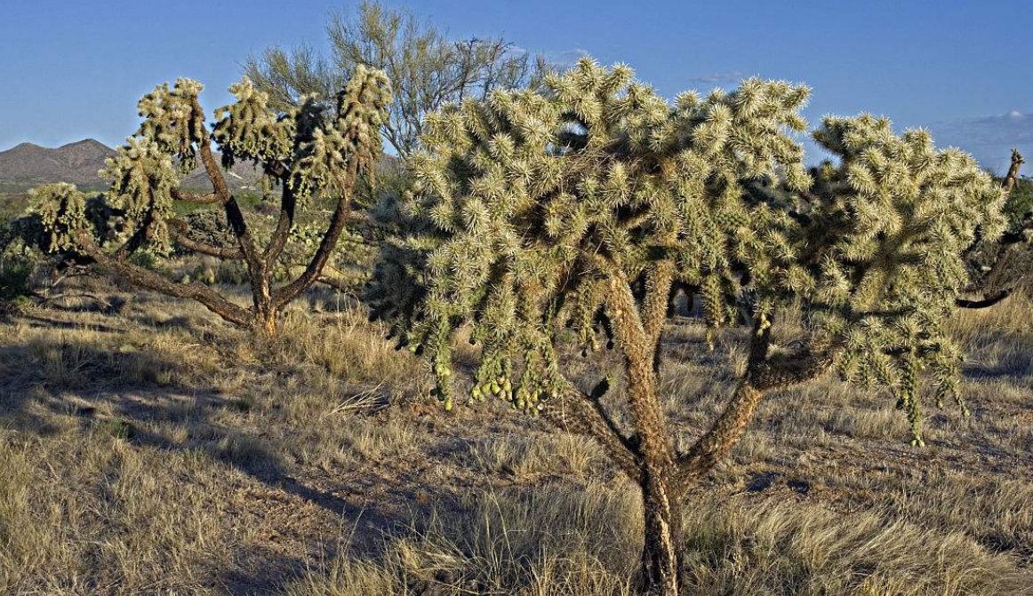北美地区最大和最热的沙漠之一,索诺兰沙漠!