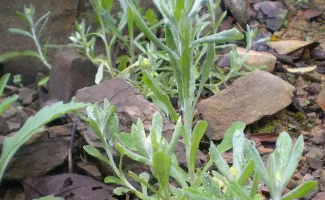 谷雨将至，这6款乡村野菜不要放过，健脾又开胃，老人小孩皆可吃