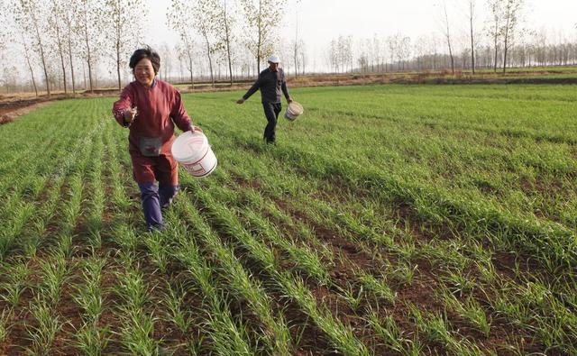 雷雨天撒化肥有哪些危害?