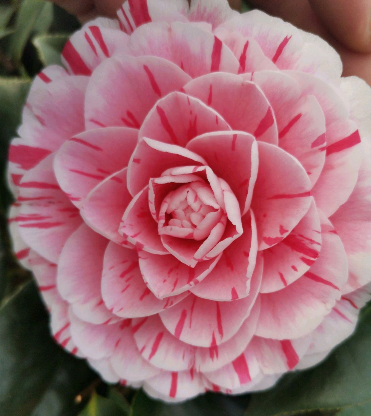 带花苞的茶花在9月可以换大盆吗 做错了 不开花算好 严重死苗 带花苞的茶花在9月可以换大盆吗 做错了 不开花算好 严重死苗