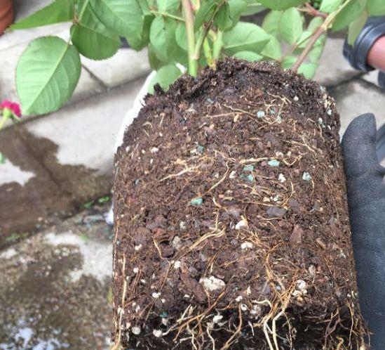 1,正常修剪根系换大盆(可以浇定根水)在平时生活中