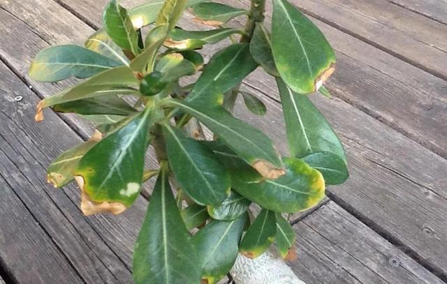 为什么家里的沙漠玫瑰容易叶黄?避免几点,株行更美,开花更多