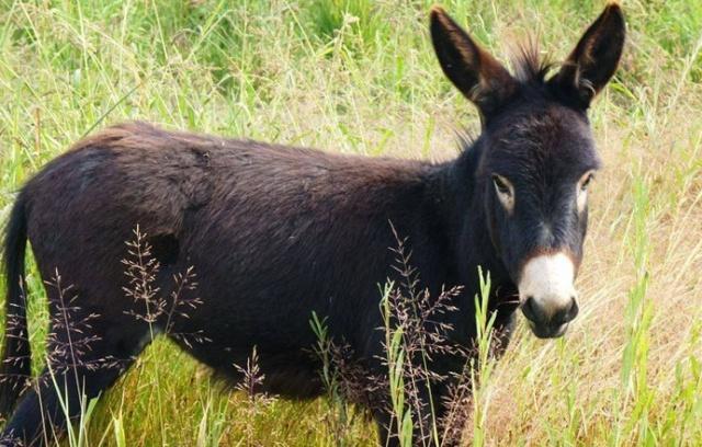 这种肉人称鬼子肉比牛羊肉便宜营养价值却最高