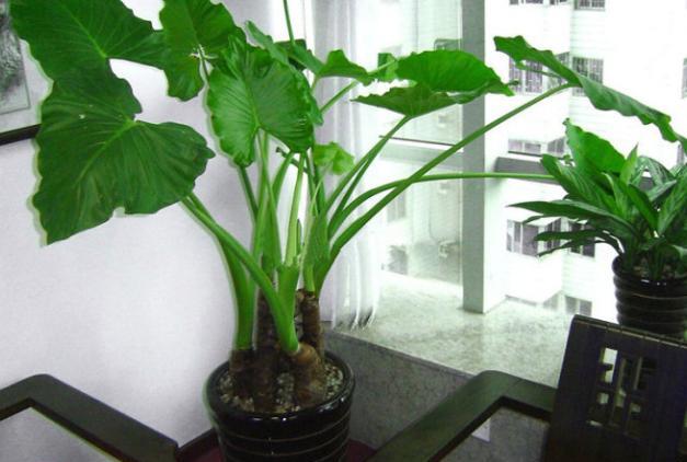 甭在水培滴水观音了,太危险!换上应季的芋头,观赏,食用两不误