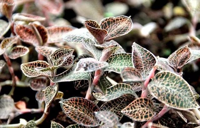 此花有金黄色网状脉,是一种十分昂贵的药材