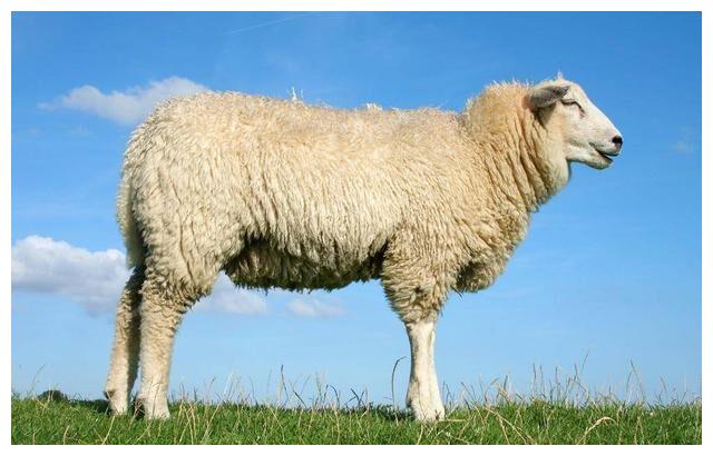 虎年“桃花劫”比较多的4个生肖,熬过去后将迎来春天,是谁呢休闲区蓝鸢梦想 - Www.slyday.coM 虎年“桃花劫”比较多的4个生肖,熬过去后将迎来春天,是谁呢休闲区蓝鸢梦想 - Www.slyday.coM