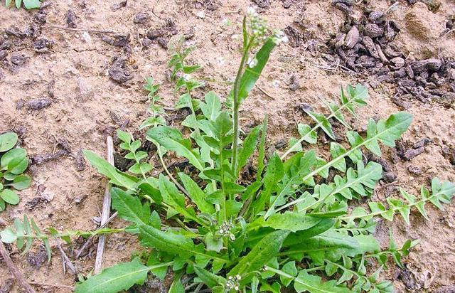 开春的荠菜好吃又大又绿