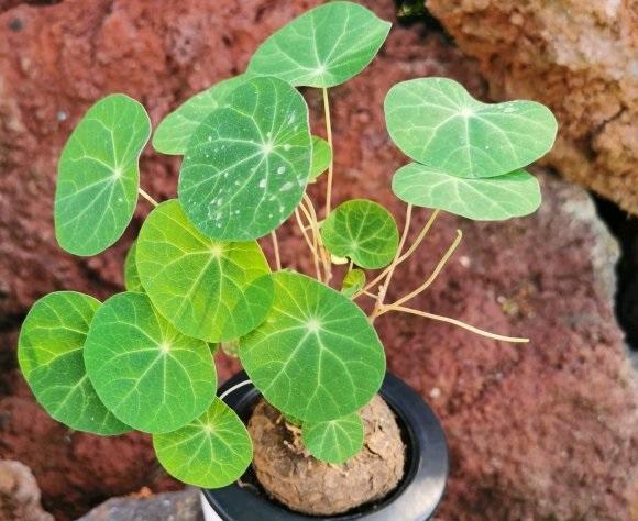茑萝"当年生"植物,春夏季节播种,种子会萌发,长成幼苗,幼苗会长出很长