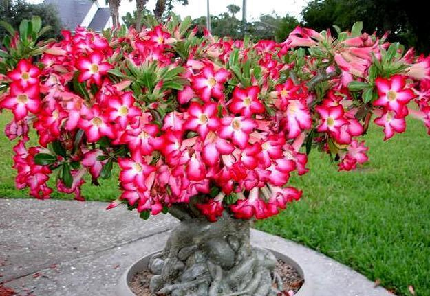 一百年的沙漠玫瑰花养成大风车头大肚子大满枝全是花