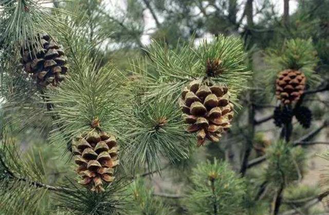 松子好吃但生长期长,日常要如何进行管理?这些基本环节别不上心