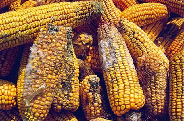 家里的食物变质发霉,怎么处理?几个生活妙招不能少