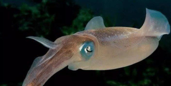 非常稀有的小型乌贼,像是小猪一样可爱|乌贼|可爱|生物_新浪新闻