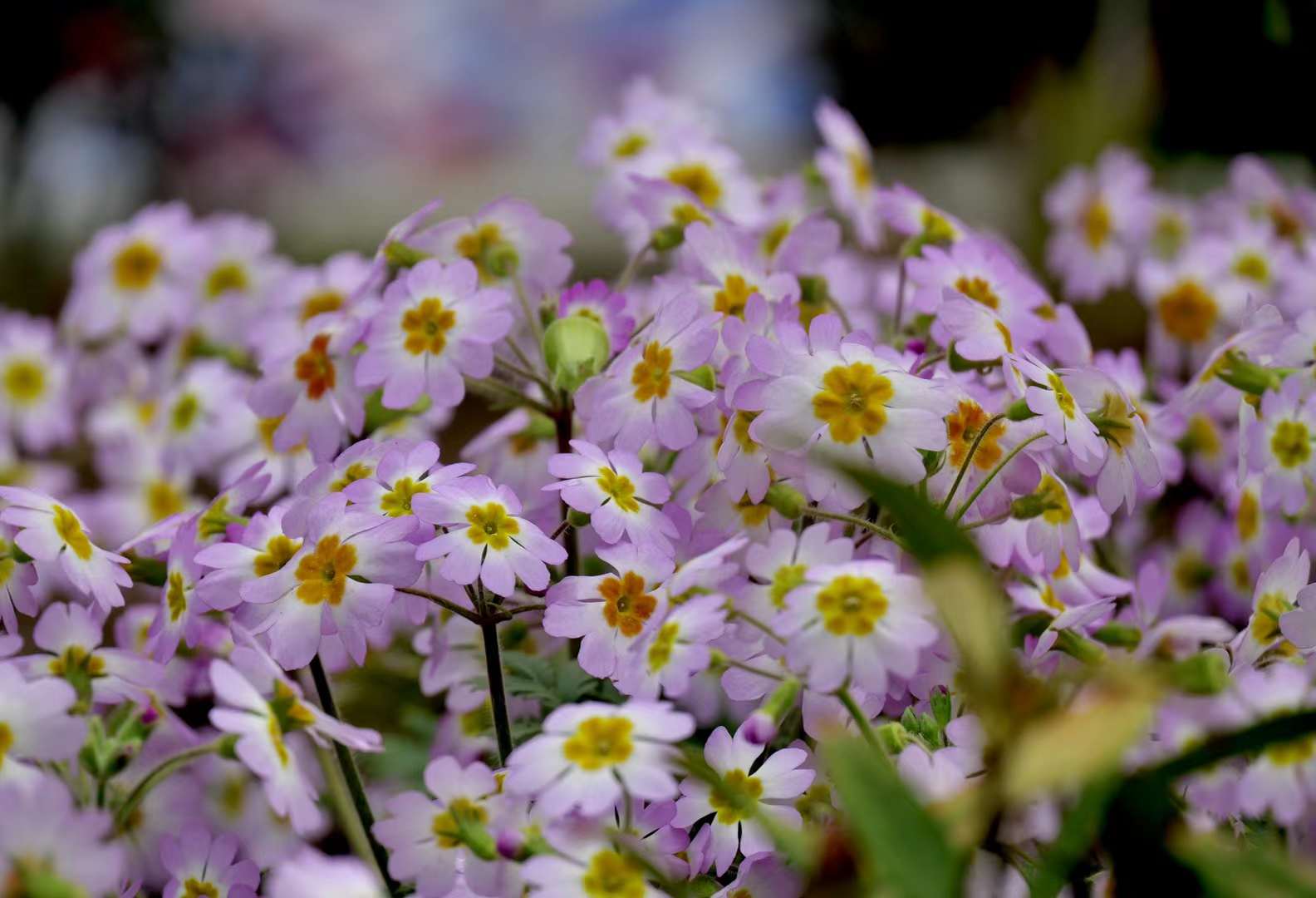 报春花·陕西羽叶报春(中科院武汉植物园)