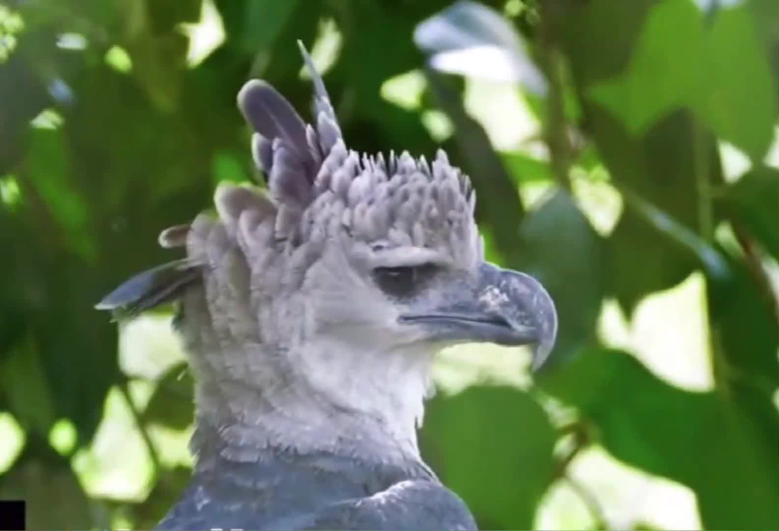 角雕拥有最帅侧脸的猛禽