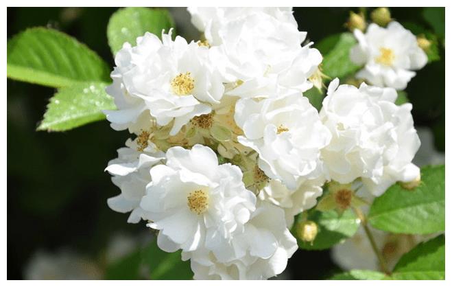 3月7日 生肖蛇运势大涨 收获颇丰生肖鼠破云见阳 贵人相助