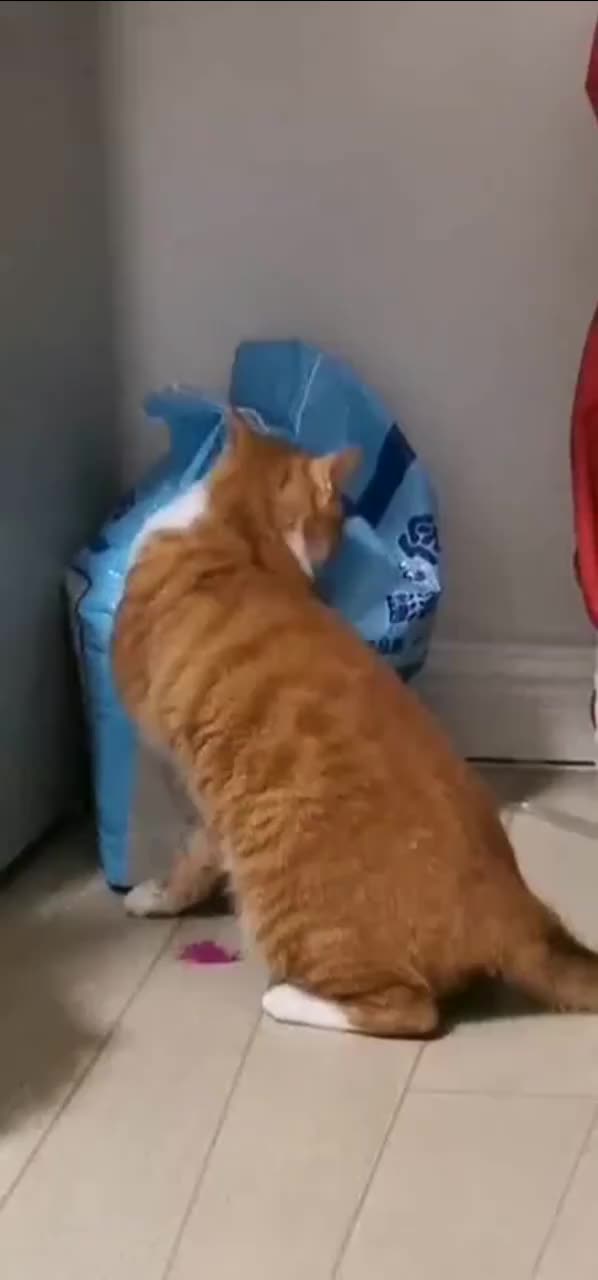 刚买的猫砂 也不知道有什么魔力 拿回家猫咪就一直蹭 手机新浪网