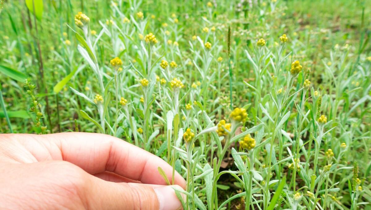 山坡上田野间的清明草外酥里嫩软糯香甜清香可口