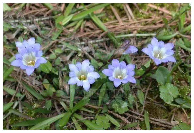 龙胆地丁,见过吗?清热利湿,解毒消痈.用于咽喉肿痛,阑尾炎|龙胆|地丁|