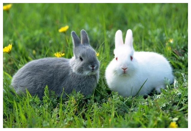 虎年“桃花劫”比较多的4个生肖,熬过去后将迎来春天,是谁呢休闲区蓝鸢梦想 - Www.slyday.coM 虎年“桃花劫”比较多的4个生肖,熬过去后将迎来春天,是谁呢休闲区蓝鸢梦想 - Www.slyday.coM