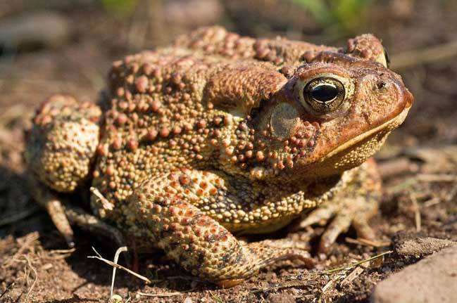 于凡诺说一只吃过天鹅肉的癞蛤蟆