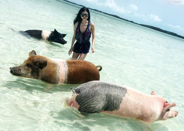 全球最幸福的猪每天游泳还有人喂每年吸引无数游客专门来看