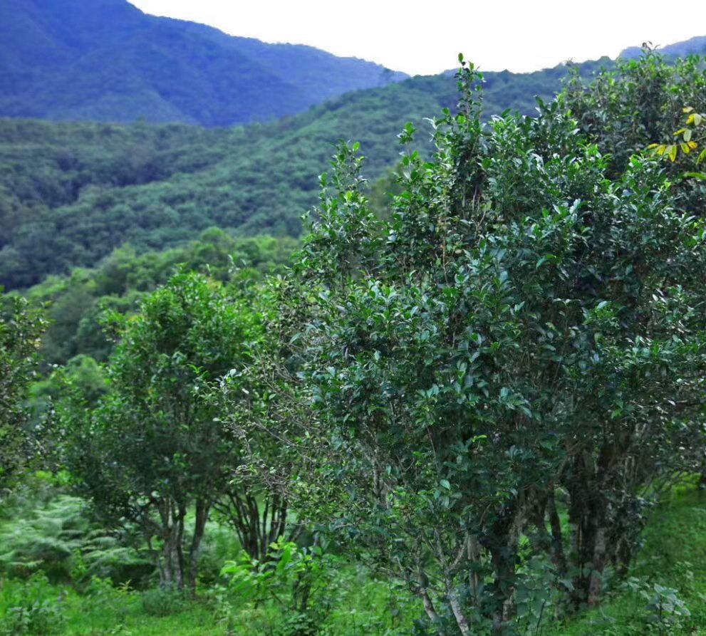 探秘真实的普洱茶山_高清图集_新浪网