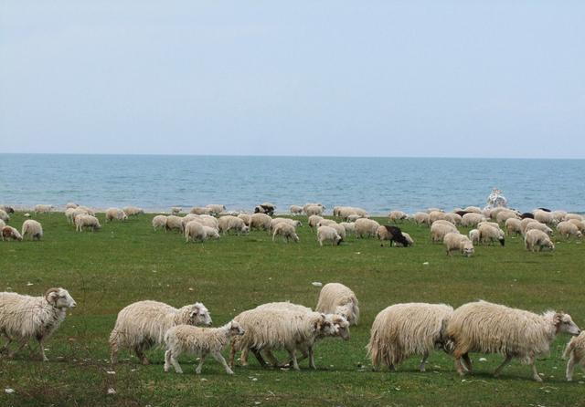 一片草地一夜之间六千只羊尸,美国瞒不住了:是死于生化武器
