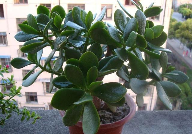 燕子掌,又名景天树肉质万年青,豆瓣掌等,栽培容易,管理简便
