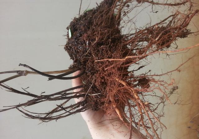 长得高,要满足这三个条件,一根藤能长五米长|文竹|施肥|根系_新浪新闻