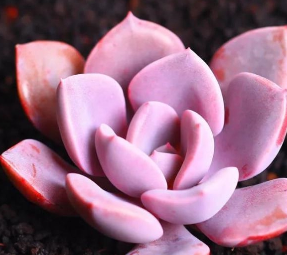 9种粉色系多肉夏天也要可爱到爆