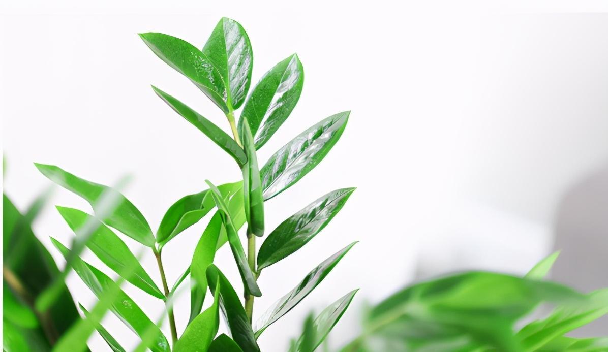 秋季养护金钱树记住几点不黄叶不掉叶叶片油绿安全越冬