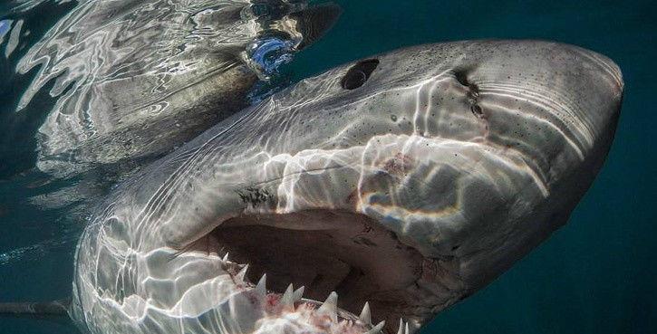 地球史前六大名"鲨":前5种一直在被虐,直到它的出现!